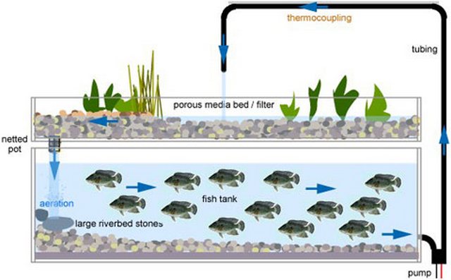 Aquaponics is about recycling wastes into resources, combining 